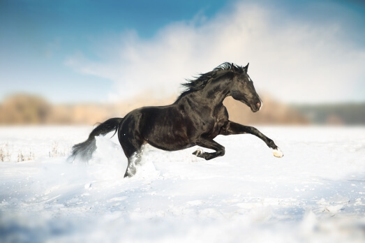 NOURRIR SON CHEVAL EN HIVER : QUELQUES CONSEILS