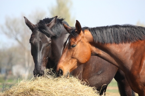 Les bonnes pratiques de l'alimentation du cheval
