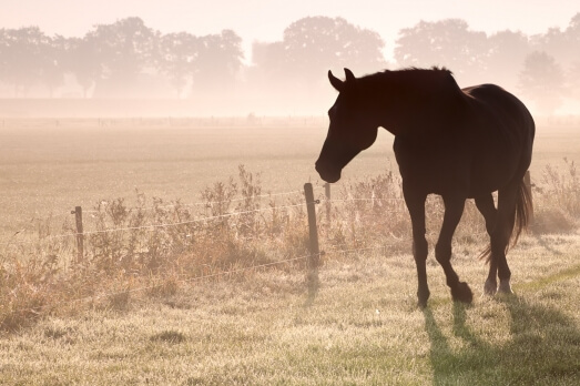 INFECTIONS SAISONNIERES ET IMMUNITE DU CHEVAL