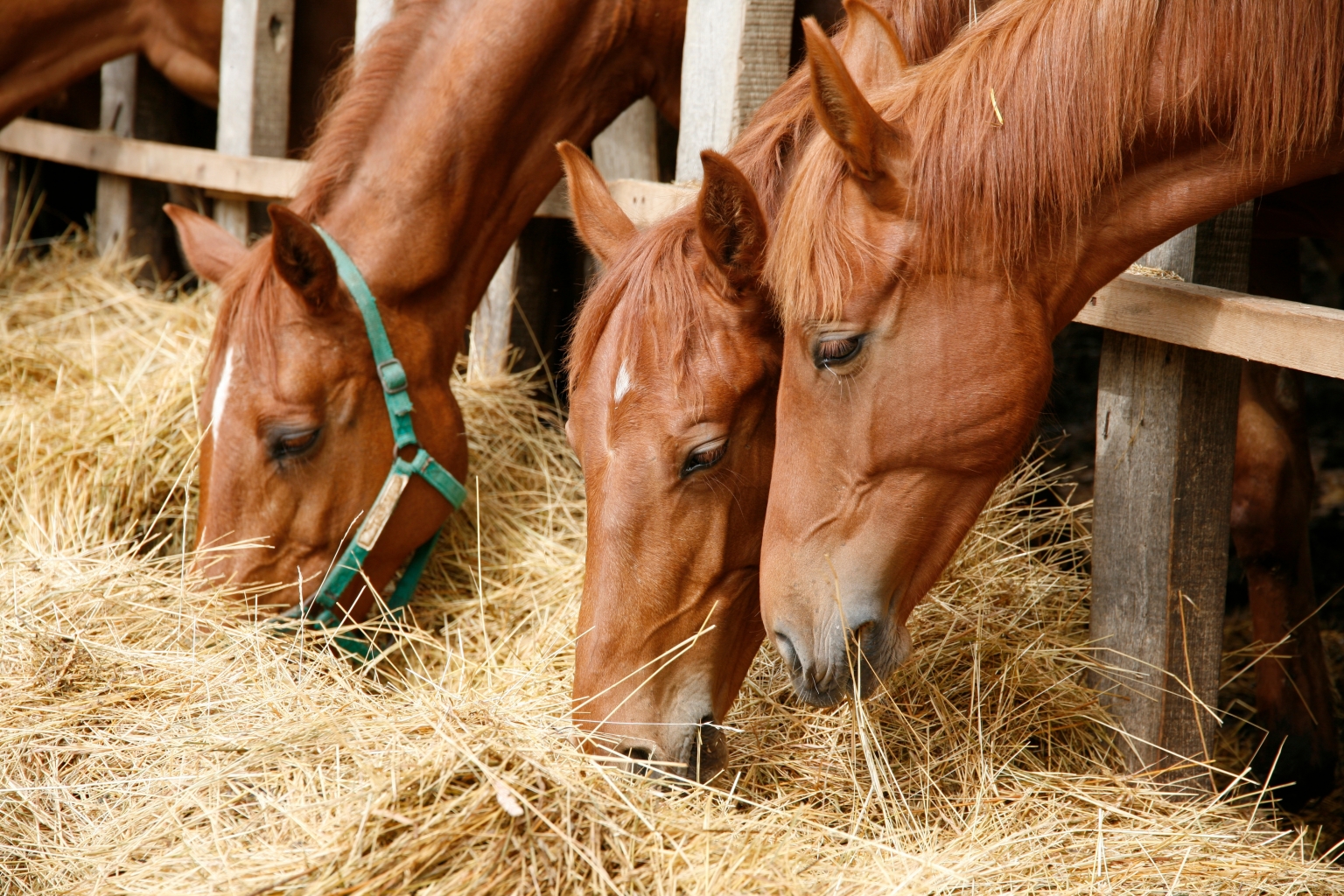Les fibres, composants indispensables à l’alimentation du cheval