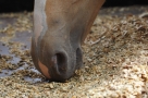 Les allergies alimentaires chez le cheval