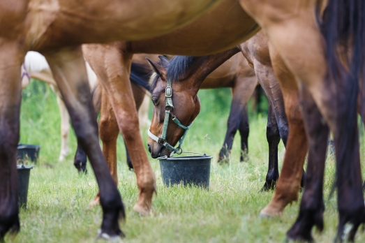 Minéralisation de l’alimentation du cheval