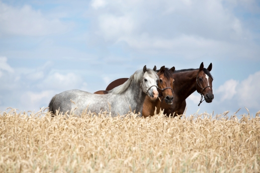Amidon et sucres : quels impacts pour la santé du cheval ?
