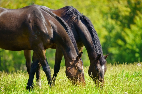 Pâturage de printemps pour les chevaux de sport et les...