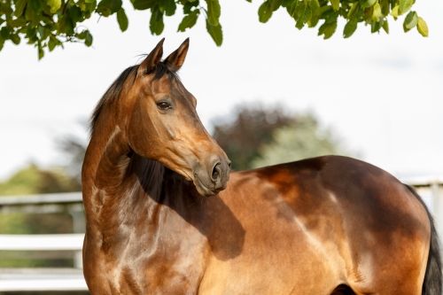 La physiologie digestive du cheval.