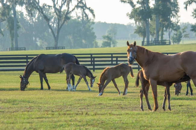 Alimentation de la poulinière et développement fœtal